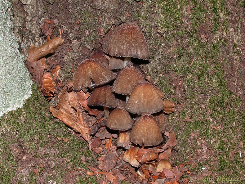 Funghi del vento e della siccit